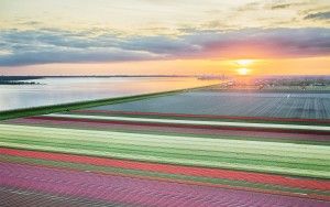 Drone tulips during sunset
