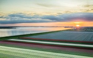 Drone tulips during sunset