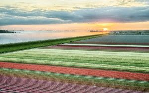 Drone tulips during sunset