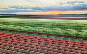 Drone tulips during sunset