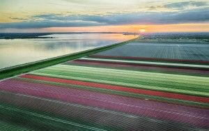 Drone tulips during sunset