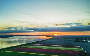 Drone tulips during sunset