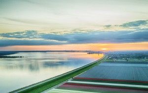 Drone tulips during sunset