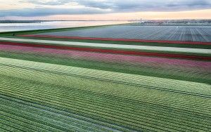 Drone tulips during sunset