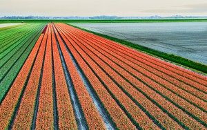 Drone tulips during sunset