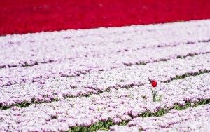 Tulip field in the Flevopolder