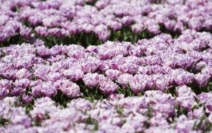 Tulip field in the Flevopolder