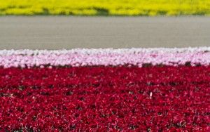 Tulip field in the Flevopolder