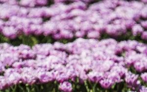 Tulip field in the Flevopolder