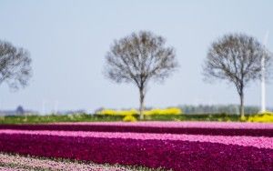 Tulip field in the Flevopolder