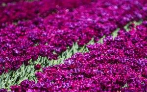 Tulip field in the Flevopolder