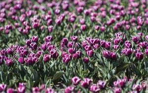 Tulip field in the Flevopolder