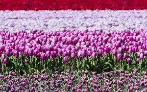 Tulip field in the Flevopolder