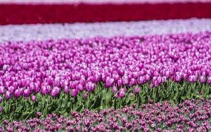 Tulip field in the Flevopolder