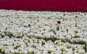 Tulip field in the Flevopolder