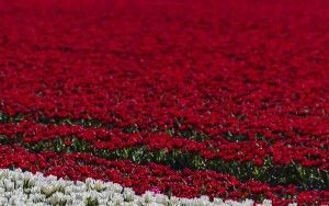 Tulip field in the Flevopolder