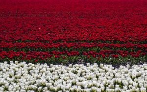 Tulip field in the Flevopolder