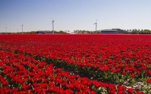 Tulip field in the Flevopolder