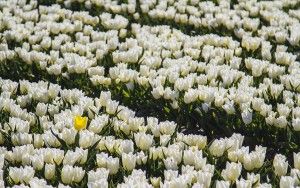 Tulip field in the Flevopolder