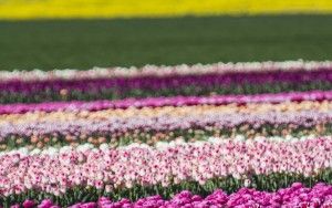 Tulip field in the Flevopolder