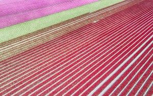 Tulip field from my drone near Zeewolde