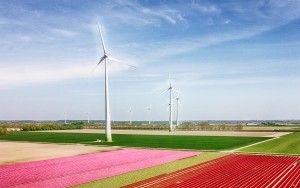 Tulip field from my drone near Zeewolde