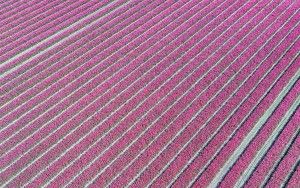 Tulip field from my drone near Zeewolde