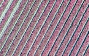 Tulip field from my drone near Zeewolde