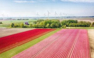 Tulip field from my drone near Zeewolde