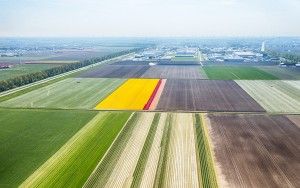 Tulip fields from my drone near Zeewolde