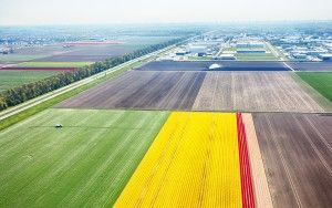 Tulip field from my drone near Zeewolde