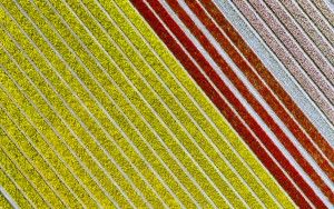 Tulip field from my drone near Zeewolde