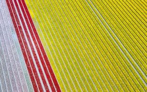 Tulip field from my drone near Zeewolde