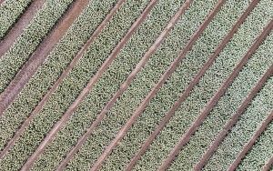 Tulip field from my drone near Zeewolde