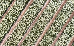 Tulip field from my drone near Zeewolde