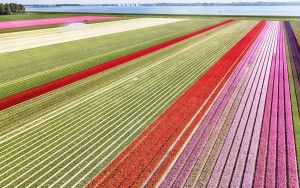 Tulip field from my drone near Almere-Haven