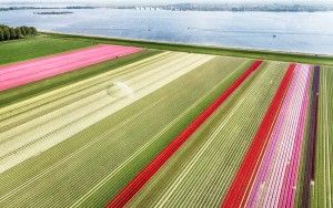 Tulip field from my drone near Almere-Haven