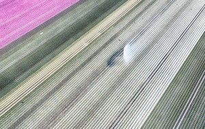 Tulip field from my drone near Almere-Haven