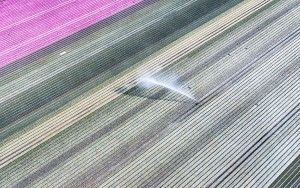 Tulip field from my drone near Almere-Haven