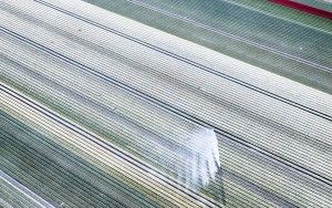 Tulip field from my drone near Almere-Haven