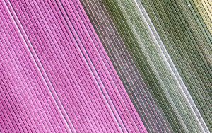 Tulip field from my drone near Almere-Haven