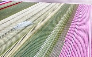 Tulip field from my drone near Almere-Haven