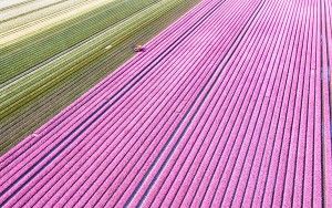 Tulip field from my drone near Almere-Haven