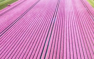 Tulip field from my drone near Almere-Haven