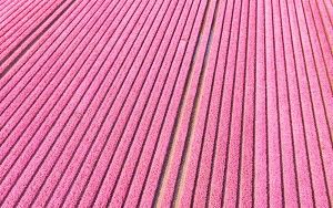 Tulip field from my drone near Almere-Haven