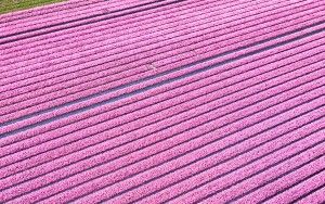 Tulip field from my drone near Almere-Haven