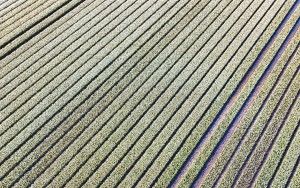 Tulip field from my drone near Almere-Haven