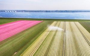 Tulip field from my drone near Almere-Haven