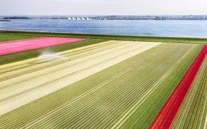 Tulip field from my drone near Almere-Haven