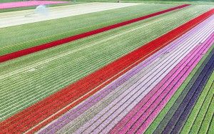 Tulip field from my drone near Almere-Haven